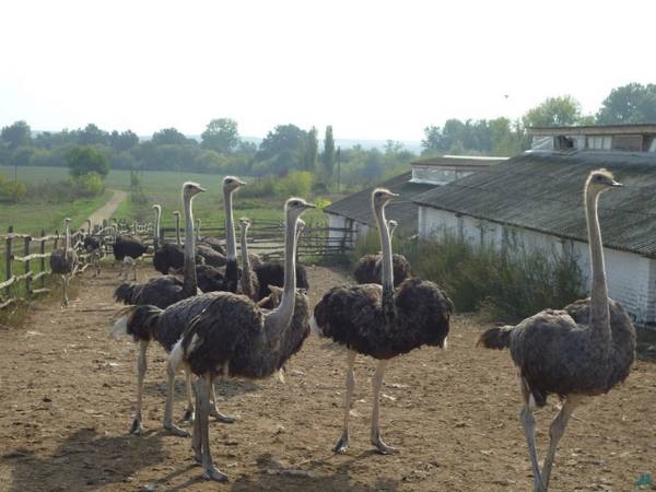 Жир страуса: что это такое и где его применяют? - фото