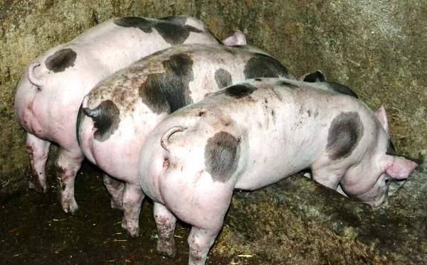 Особенности свиней Пьетрен мясной продуктивности с фото