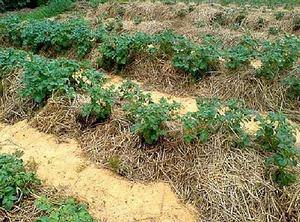Как производится выращивание картофеля под соломой с фото