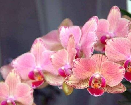 Тля на орхидеях: почему появляется и как бороться? - фото