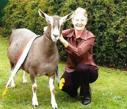 Тоггенбургская порода коз: характеристики, отзывы, фото - фото