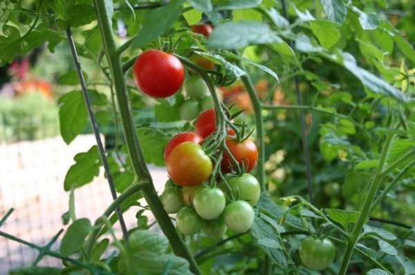 Описание сорта томатов с хорошим урожаем - «Анюта F1» с фото