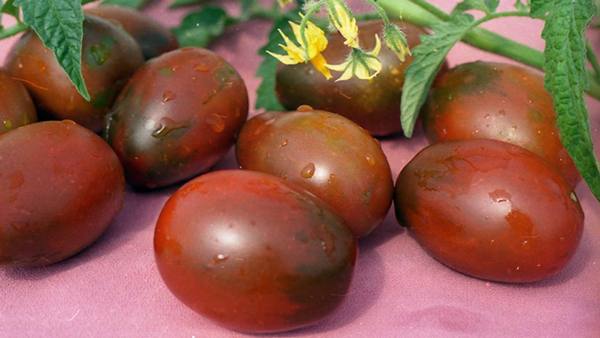 Описание и выращивание томата «Кардинал» с фото