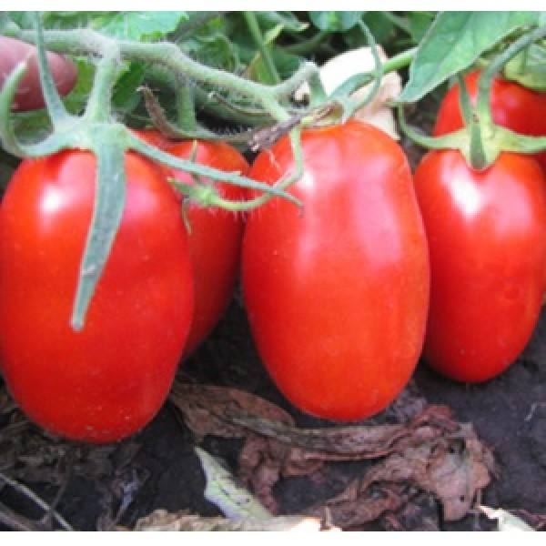 Гибридный сорт томатов «Каспар» - лучший выбор для консервирования - фото