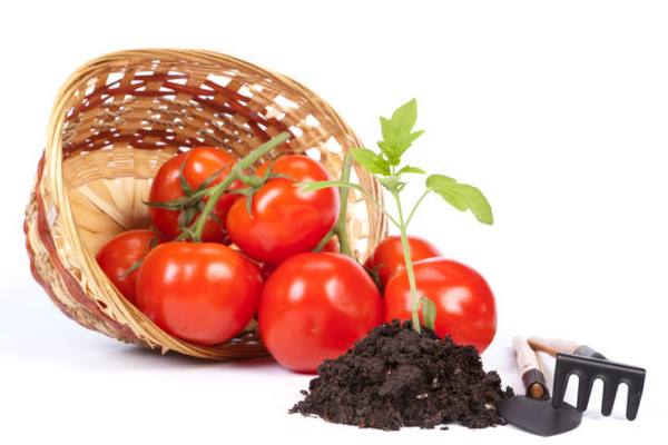 Описание, характеристики и выращивание томатов сорта «Ляна» - фото