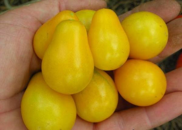 Секреты выращивания помидоров «Медовая капля» - фото