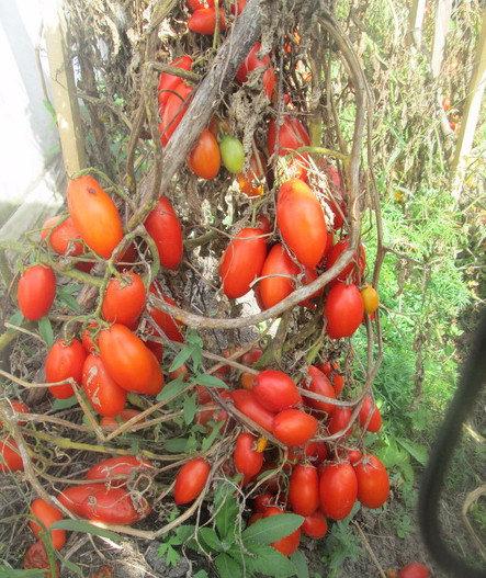 Высокая урожайность и отличный вид: помидоры «Ниагара» - фото