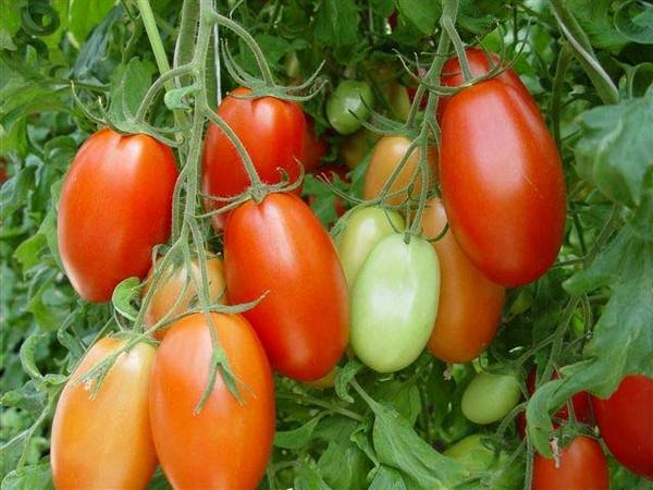 Описание и характеристика томатов «Рома» - фото