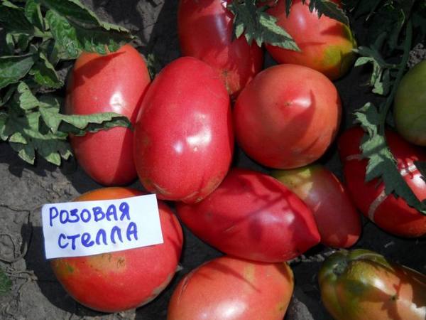 Вкусный сорт томатов «Розовая Стелла» с фото
