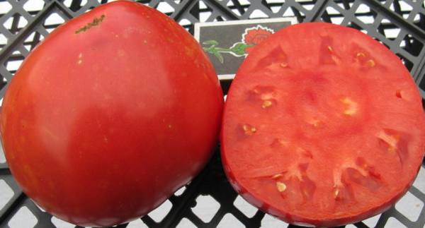 Описание сорта «Сахарный пудовичок» - томатного тяжеловеса с фото