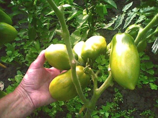 Описание и характеристика отличного сорта томатов для выращивания в теплице - «Сибирская тройка» с фото