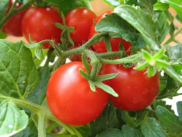 Описание и выращивание голландского гибрида - томатов «Таня» - фото