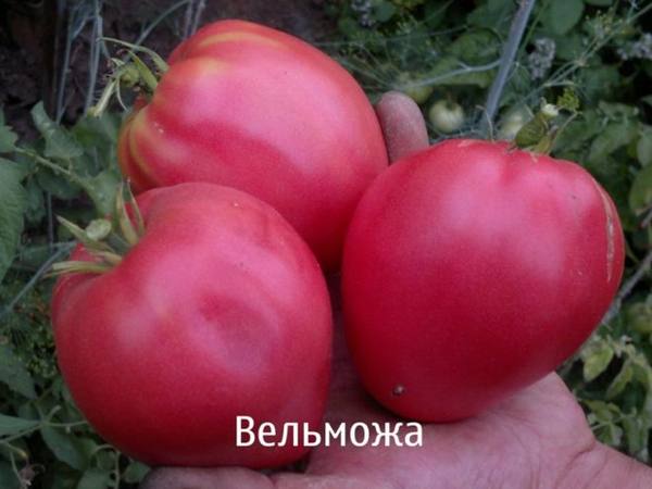 Описание и характеристики томатов «Вельможа» с фото