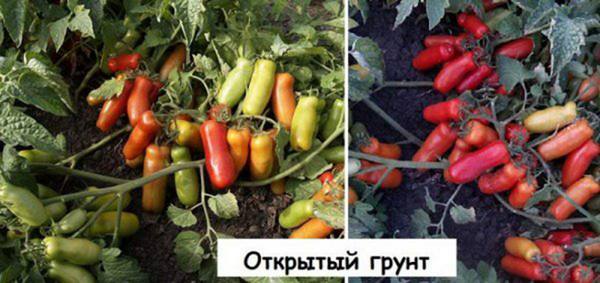 Описание и выращивание томата «Жигало» - фото
