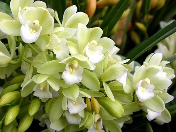 Виды орхидеи цимбидиум с названиями и фото - фото