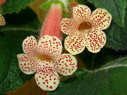 Цветок калерия - яркий представитель семейства геснериевых с фото