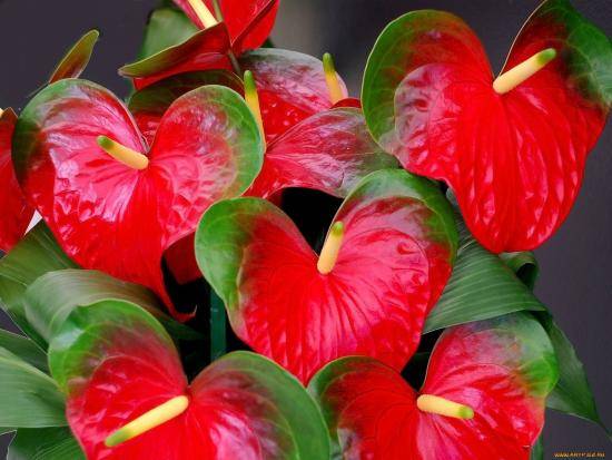 Цветы антуриум: как ухаживать и размножать растение с фото