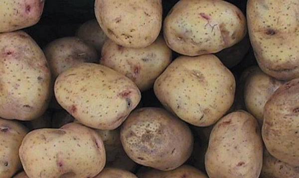 Удобрения для картофеля, вносимые осенью - фото