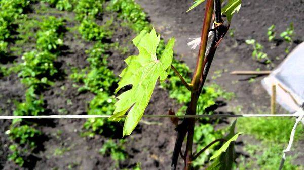 Секреты ухода за виноградом для начинающих виноградарей - фото
