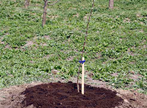 Уход за вишней весной  как вырастить здоровые деревья? - фото