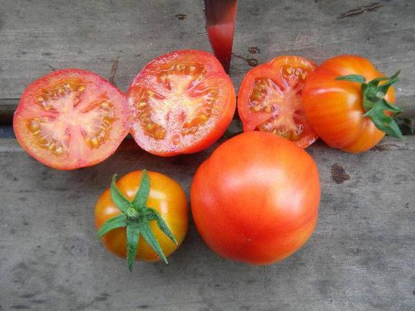 Ультраскороспелые сорта томатов: описание и выращивание с фото
