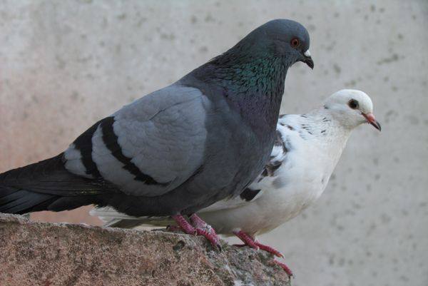 Какие бывают виды голубей и в чем их отличия - фото