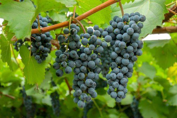 Посадка и уход за лучшими сортами винограда в Ленинградской области с фото