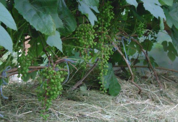 Правила выращивания винограда в Ленинградской области - фото