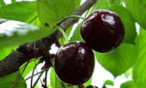 Косточковые: описание вишни Чернокорки с фото