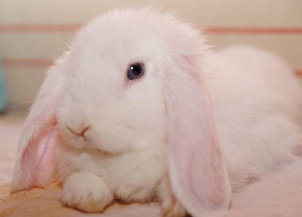 Кролик Вислоухий Карликовый баран - мягкий, пушистый и забавый - фото