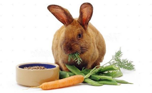 В каких витаминах нуждается кролик и где их взять с фото