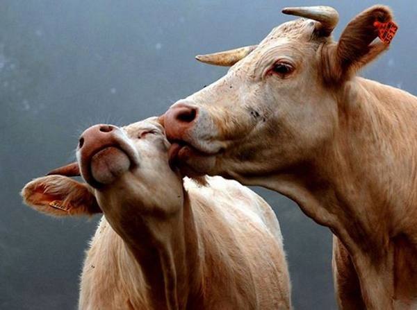 Все о спаривании и размножении коровы и быка - фото