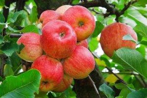 Посадка яблони в уральских широтах: какой сорт выбрать - фото