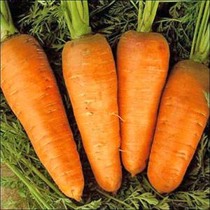 Посадка моркови на Урале с фото
