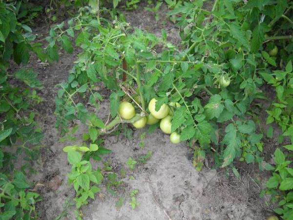 Как вырастить хороший урожай помидор в открытом грунте - фото