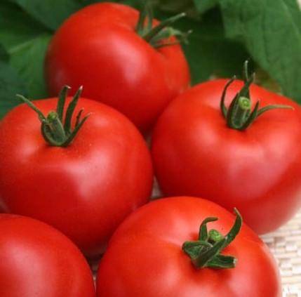 Выращивание и формирование куста томата - фото