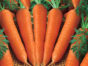 Выращивание и уход за морковью в открытом грунте с фото