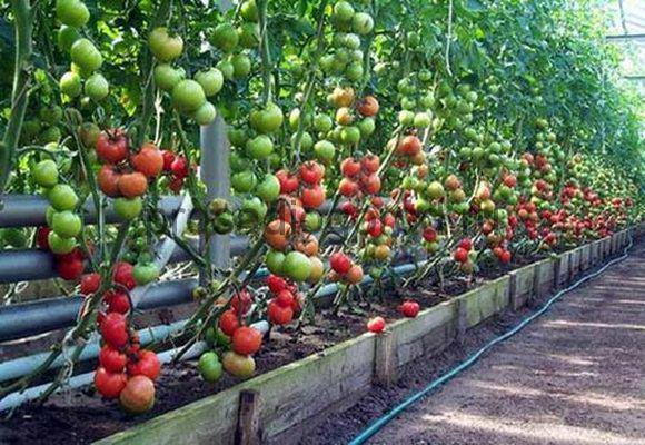 Помидоры (томаты) черри: выращивание и уход в теплице, пасынкование - фото