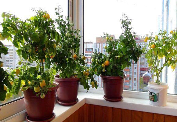 Как вырастить помидоры на балконе: выбор сорта и уход за балконными томатами с фото