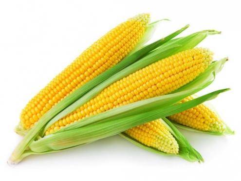Выращивание сахарной кукурузы: правила и рекомендации - фото