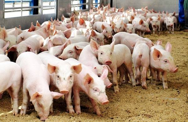 Советы по выращиванию свиней в качестве бизнеса - фото