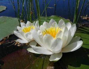 Водяная лилия в садовом пруду, фото с фото