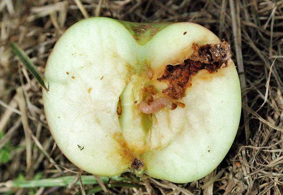 Меры борьбы с яблоневой плодожоркой с фото
