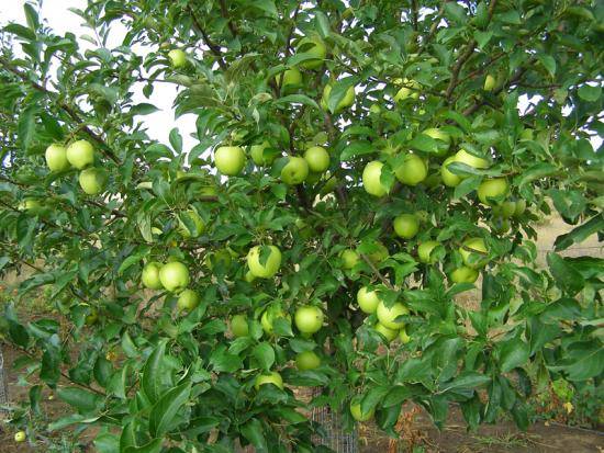Яблоня голден делишес - зимостойкая порода с сочными плодами - фото