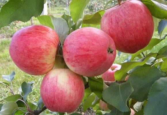Описание и характеристика сорта яблони Медуница с фото