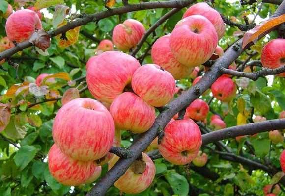 Особенности сорта яблони Мельба и правила выращивания - фото