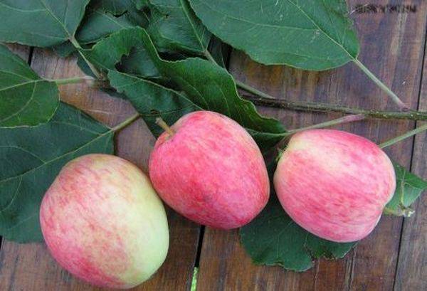 Характеристика зимней яблони сорта Орловское полосатое - фото