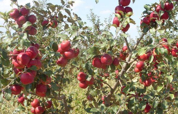 Описание зимнего сорта яблони Пинова - фото
