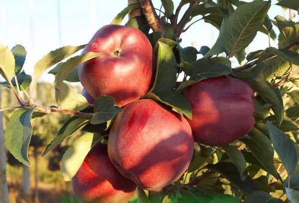 Описание красномякотного сорта яблони Ред Чиф - фото