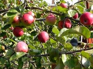 Особенности яблони сорта Джонатан с фото